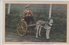 Quebec, Canada. A Dog Cart. Vintage Postcard picture