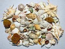 3 lbs. Large Indo Seashells Sea Shells Best Price picture