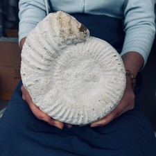 4.51LB TOP natural whole mud ammonite fossil conch quart quartz crystal specimen picture