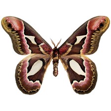 Rothschildia jacobaeae pink red saturn moth Argentina UNMOUNTED/WINGS CLOSED picture