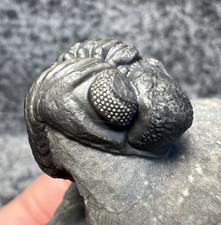 Adrisiops weugi Trilobite Fossil – Rare Species, Natural Specimen picture