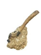 Desmostylus Teeth and Tusk Miocene Coalinga California Prehistoric Hippopotamus picture