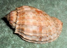 RA RFM 86699 Large Harpa doris Roding 1798 67.7mm Dredged by local fisherman at picture