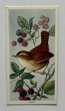 1939 Carreras Birds of the Countryside Wren Tobacco Card #49 TR14 picture