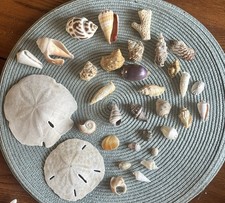 Vintage Estate Sea Shells Lot Of 33 Various Sizes And Shells picture