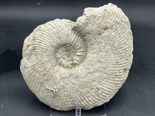 Gorgeous 9.5” Dino-Aged Texas Fossil Ammonite, Oxytropidoceras Supani, Kiamichi picture
