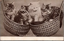 1906 RPPC Kitten 