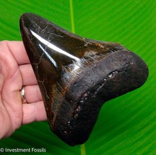5.40” Megalodon Shark Tooth Real Fossil XL BIG  - 11.6 ounces picture