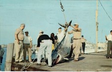 Giant Bluefin Tuna Caught and Brought to Narragansett RI For Contest Weighing picture