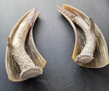 Pair of Handmade Agate Blade Knives in Cow Horn Cradles picture