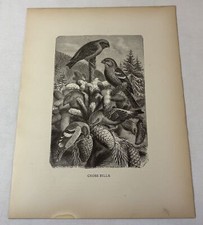 1885 print ~ CROSS BILLS Crossbills ~ 9x12 picture