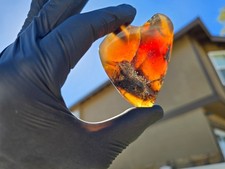 51g Polished Indonesian Blue Amber Specimen Rare Ancient Lichen Fossil Inclusion picture