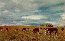 Vintage Herefords At Home On The Range Cows Postcard G310 picture