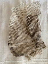 Magic / Pagan / Ritual / Gris Gris / Santeria / Mojo / Snake - Natural Shed Skin picture