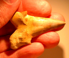 EXTINCT Large Otodus Fossil Shark Tooth Megalodon Sharp 1.97 Inches Both Cusps picture