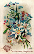 1880s-90s Arm & Hammer Beautiful Flowers Star Of Bethlehem No.19 F111 picture