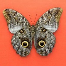 Real mounted Giant Owl butterfly - Caligo brasiliensis - A1 picture