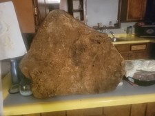 Dino head fossil picture