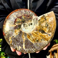 3.56LB Rare natural polished Natural conch fossil specimens of Madagascar picture