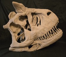 massive Life-size CARNOTAURUS skull fossil, replica ready to post. picture
