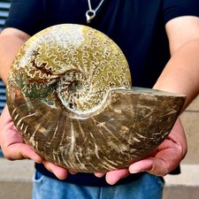 2.79LB Rare natural polished Natural conch fossil specimens of Madagascar picture