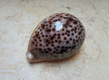 Cypraea pantherina 96.6 mm F++++F+++red sea shell HUGE size super natural glossy picture