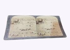 Antique 1902 Stereoview Hindu Shepherds Tending Their Flocks Mount Abu India picture