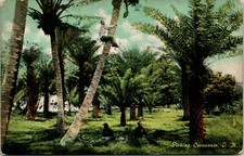  Postcard 1910s Picking Cocoanuts Honolulu T.H. Territory of Hawaii Unused Q13 picture