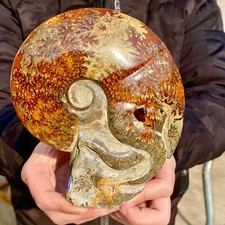 1.74LB Rare natural polished Natural conch fossil specimens of Madagascar picture