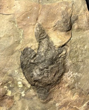 RARE 2 DINOSAUR FOSSIL FOOTPRINT TRACKS ATREIPUS FOSSIL NJ 200 MYO picture