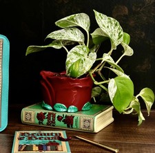 Steel Mill & Co Large Beauty and the Beast Rose Self-Watering Planter Ceramic picture