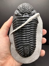5.3