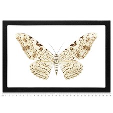 Thysania agrippina REAL FRAMED WHITE WITCH MOTH PERU picture