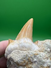 Large 2.55” Otodus Obliquus Shark Tooth Fossil in Stone (Moroccan) picture