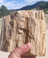 4 1/2LB Petrified Wood Tower Display W Grain Bark Quartz Pockets + Veins Display picture