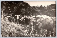Vintage Angola Postcard LUANDA African Elephants Fauna 1958 RPPC picture