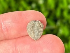 Sweden Fossil Brachiopod Kayseria nahnensis Middle Silurian Age picture