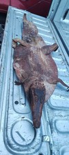 Vintage Genuine Alligator Hide Skin Taxidermy Preserved Rustic About 4ft picture