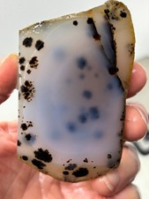 Montana Agate slab Cabbing Lapidary Collecting Combo Ship avail picture