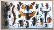 Real Insect Taxidermy Collection Mixed Specimens In Wooden Box Display picture