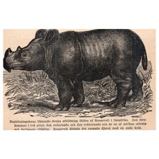 Rhino similar to this was captured by Roosevelt in East Africa 1909 Print AF5-13 picture