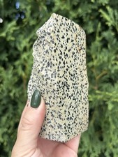 Dalmatian Jasper 6” Polished Face Rough Tower 1 lb 6 oz Natural Spotted Crystal picture