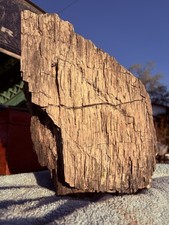 ☘️RR⛏️: Arizona Petrified Wood W/Druzy Smoky, Great Skin, 31+lb 🪵 picture