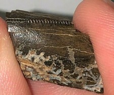 TYRANNOSAURUS REX TOOTH PIECE PARTIAL REAL FOSSIL T-REX DINOSAUR RELIC BONE FANG picture