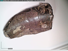 RARE Jurassic Megalosaurid Fossil Dinosaur Tooth 2.5cm 167 MYO A picture