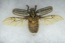 Ten Lined June Beetle Polyphylla decemlineata Mounted Insect Specimen Framed picture