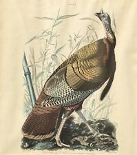 Audubon-Great American Cock Male-Lithograph-19th Century REDUED FOR QUICK SALE picture