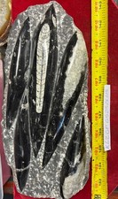 ❤️ Nice Orthoceras Plate 11” X 5” Polished Devonian Fossils 4 Pounds 7 Ounces picture