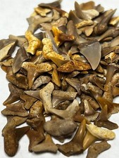 Lot Of 100+ Small Fossil Shark Teeth Wholesale Western Sahara picture