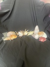 9 Different Extremely Unique Sea Shells picture